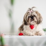 white and brown shih tzu with hair tied