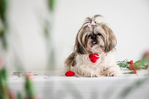 white and brown shih tzu with hair tied