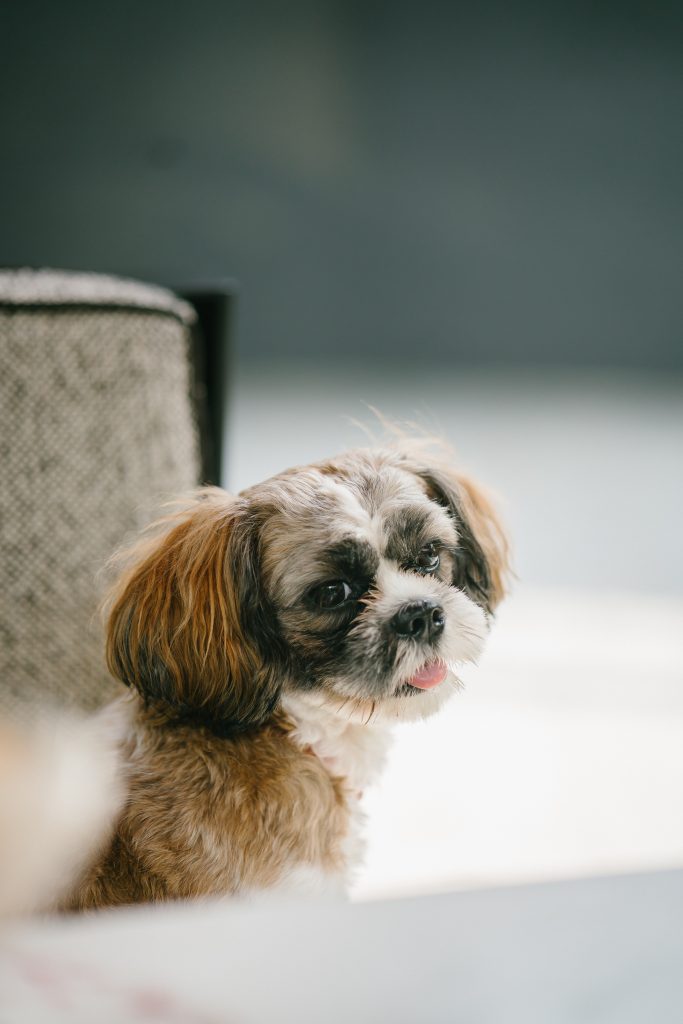 Most Popular Shih Tzu Colours? - PetsForHomes