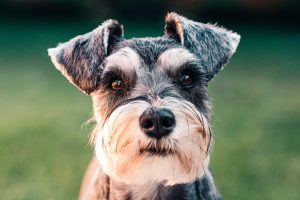 close-up of schnauzer face