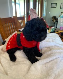 Gen 1 Toy Cavoodle Ready Now