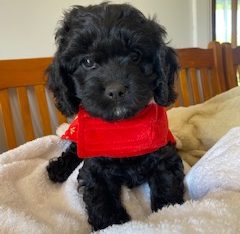 Gen 1 Toy Cavoodle Ready Now