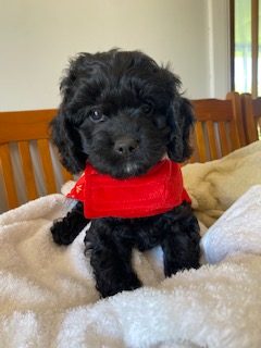 Gen 1 Toy Cavoodle Ready Now