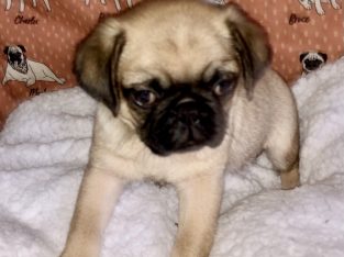 Four 8 Week old purebred pug Pups 2 boys and 2 gir