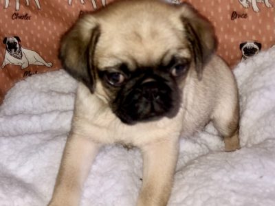 Four 8 Week old purebred pug Pups 2 boys and 2 gir