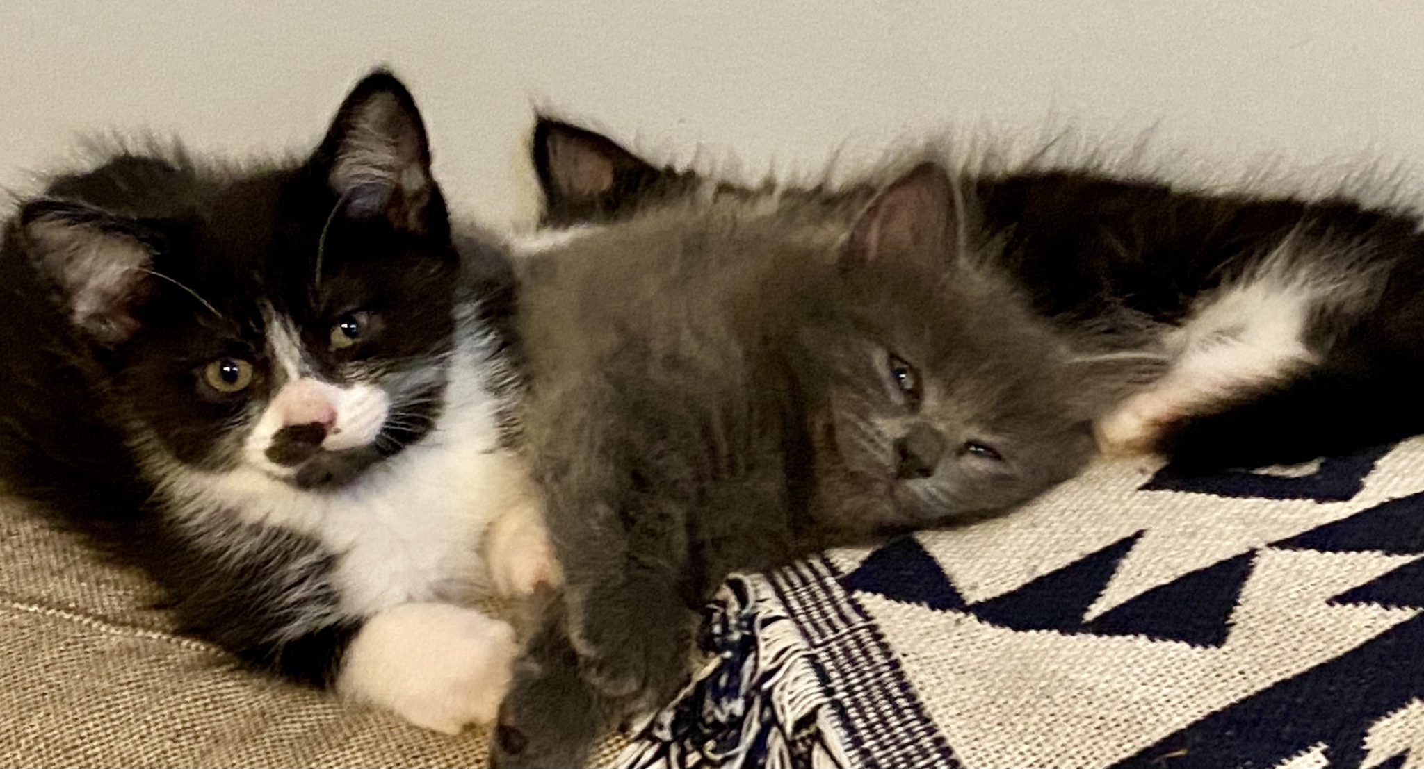 RARE Darling Purebred Munchkin & Persian Kittens.