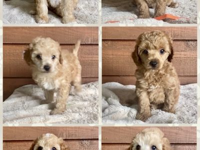 Handsome X6 Miniature Poodle Boyz