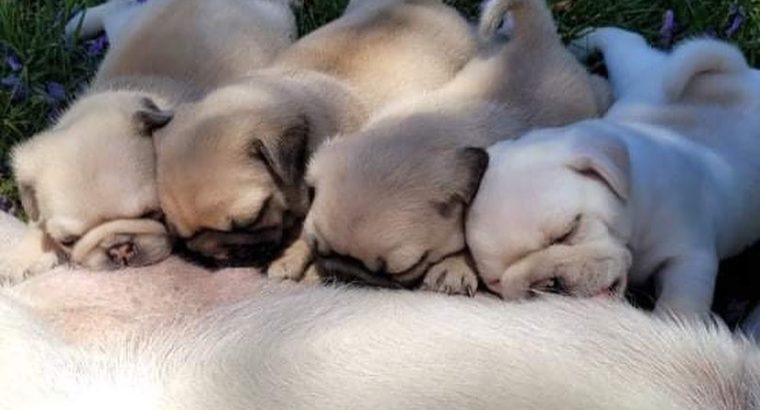 Beautiful litter of 3 purebred pugs