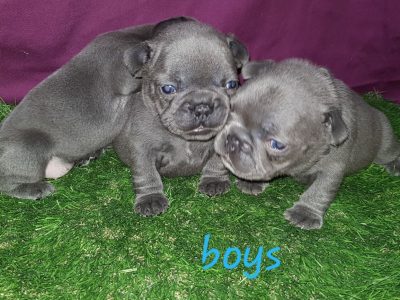 Blue French bulldog beautiful puppies