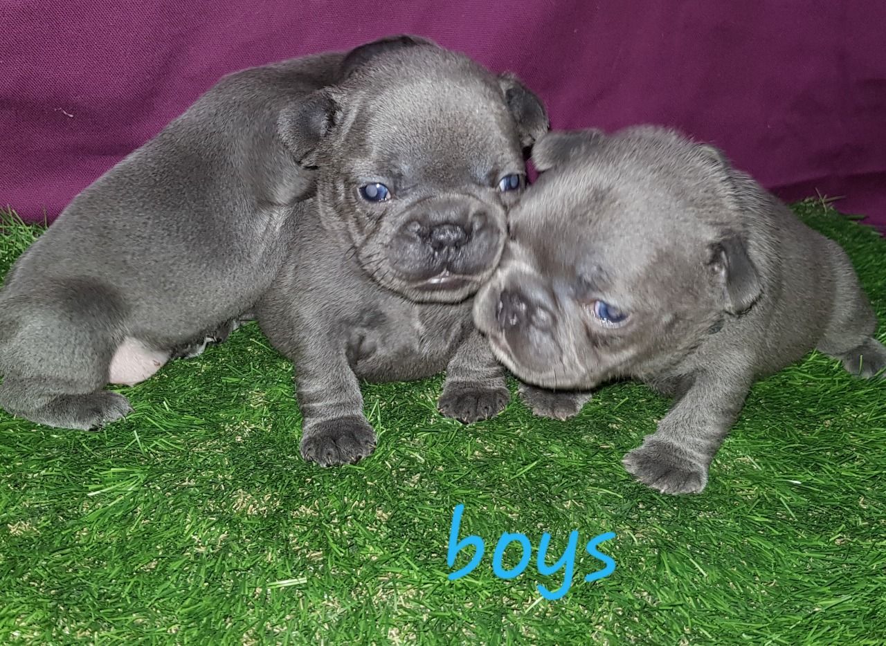 Blue French bulldog beautiful puppies