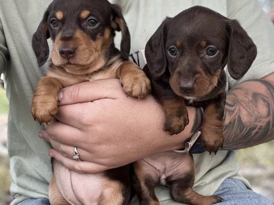 Pure mini dachshund pups with imported lines