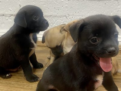 JUGS- Jack Russel X Pug