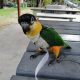 Female black headed caique for sale