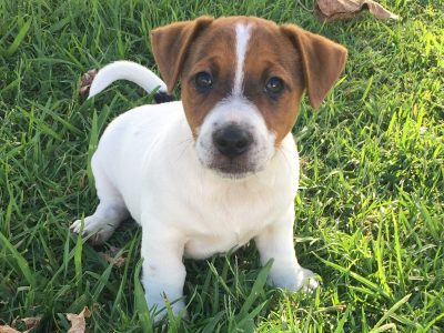 Male Purebred Jack Russell Puppy