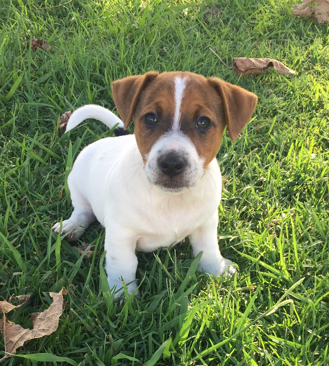 Male Purebred Jack Russell Puppy