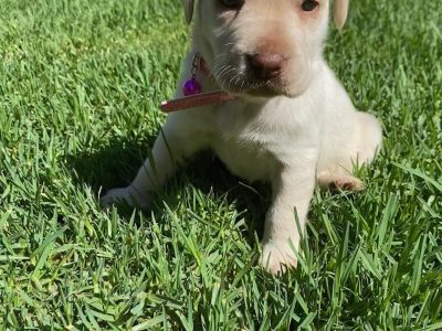 Purebred Labrador Puppies