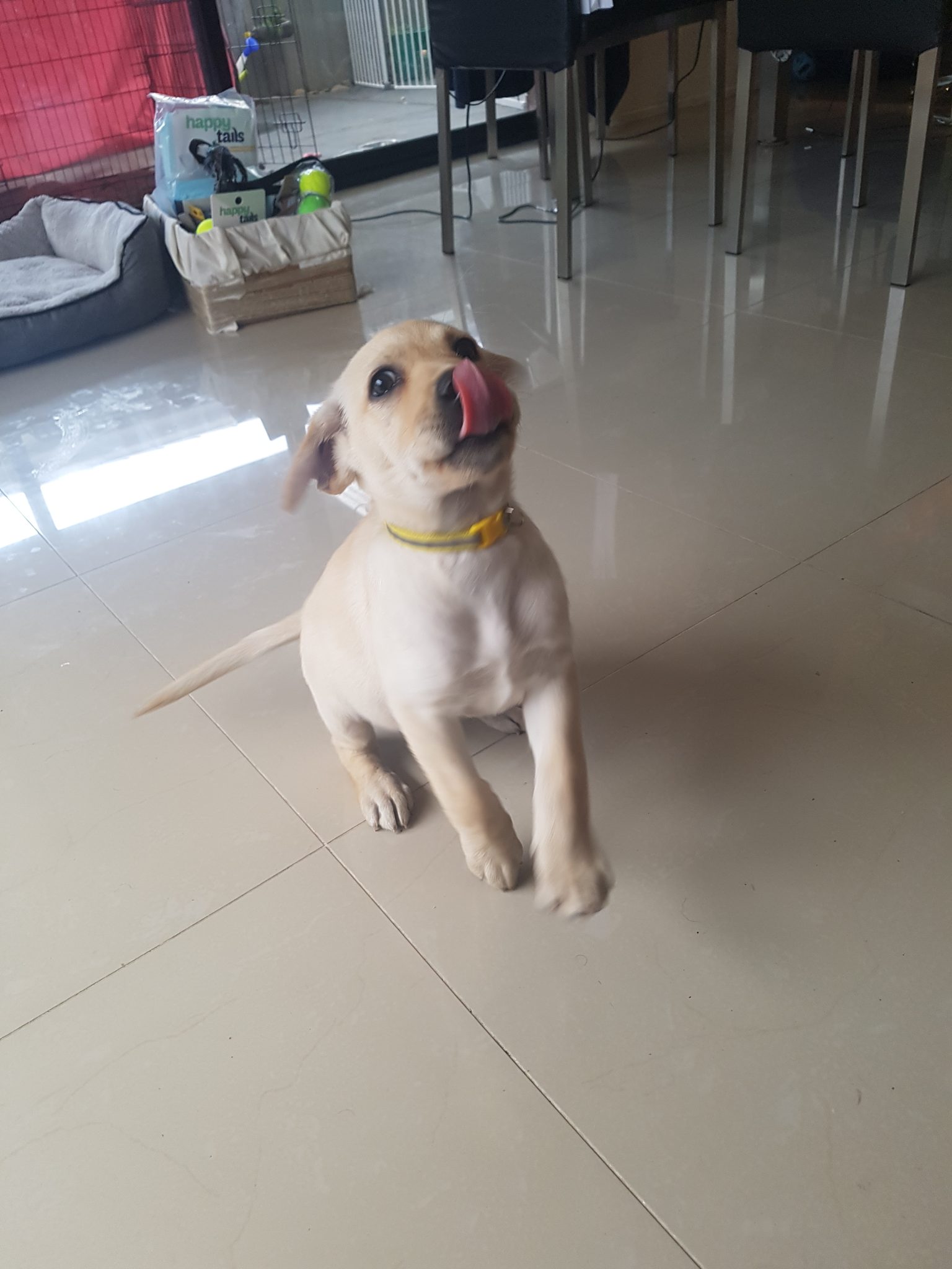 Pure Breed Labrador Puppies for Sale
