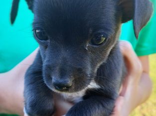 Mini Foxy/Chihuahua (Male)