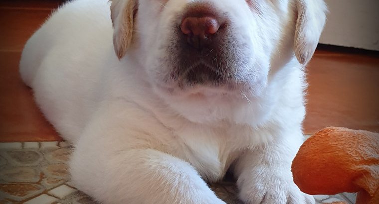 Pure breed Labrador Puppy male available