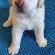 Pure breed Labrador Puppy male available