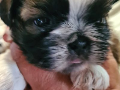 Shihtzu puppies