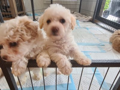 Poodle x Moodle Puppies