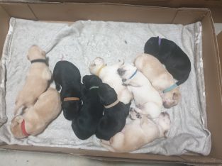 Pure Breed Labrador Puppies for Sale