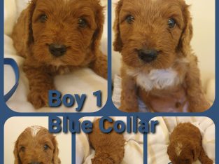 Red toy cavoodle puppies