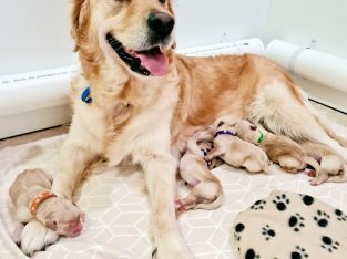 Prebred Golden Retriever Puppies *Parents Full DNA