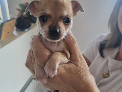 Purebred Chihuahua Pups
