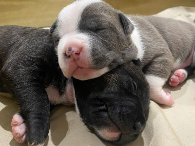 Purebred American Staffy puppies