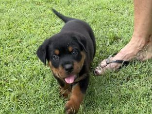Purebred Male Rottweiler Pup