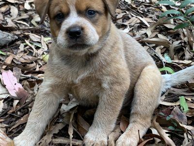 Australian Cattle Dog Pups
