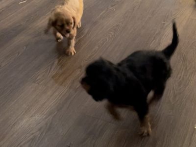 Cavalier King Charles Puppies