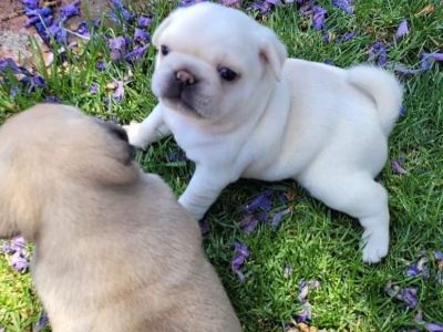 Beautiful litter of 3 purebred pugs