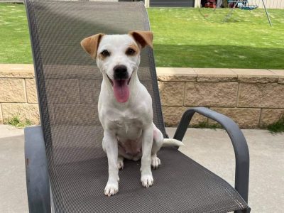 Jack Russell Puppies