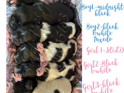 SHIHPOO puppies for sale