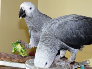 African Grey Parrots Talking and Tamed with Cage