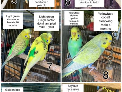 Budgies and Breeding Pairs
