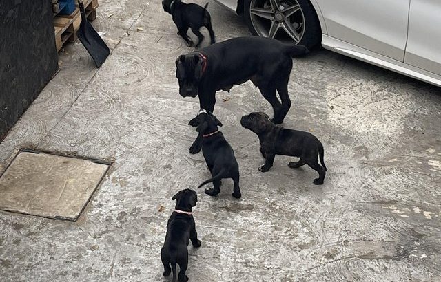 Cane corso puppies ready to leave