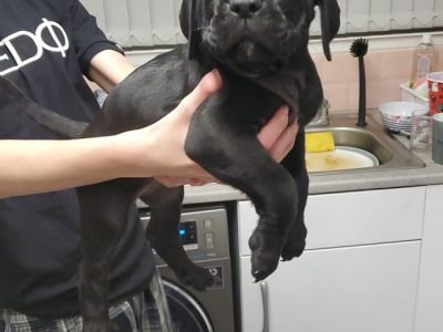 Cane corso puppies ready to leave