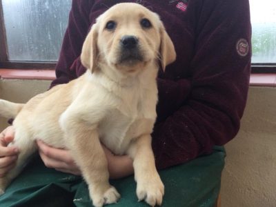 Beautiful Golden Labrador Puppies (Male & Females