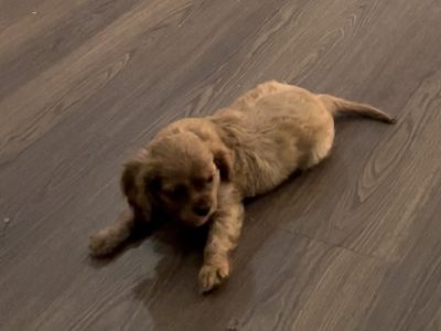 Cavalier King Charles Puppies