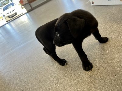 Black Lab x Staffy Puppy