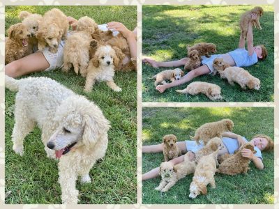 Handsome X6 Miniature Poodle Boyz