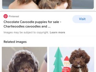 Looking for mini chocolate female cavoodle