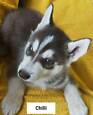 Gorgeous Siberian Husky Puppies – ONLY 2 PUPS LEFT