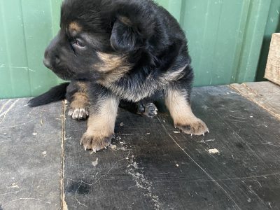 German shepherd for sale