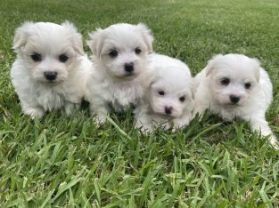 Maltese Puppies Pure Bred