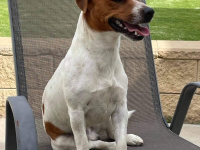 Jack Russell Puppies